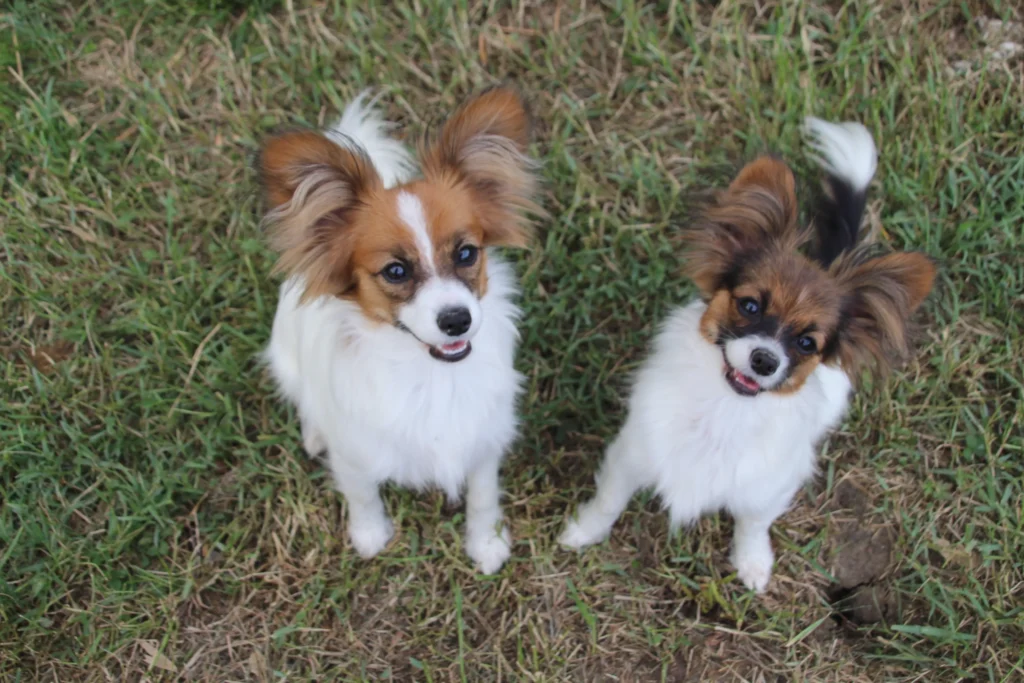 CHIOTS PHALENES DISPONIBLE_ (14)