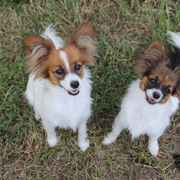 CHIOTS PHALENES DISPONIBLE_ (15)