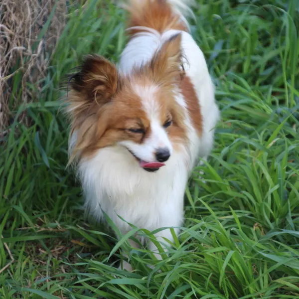 CHIOTS PHALENES DISPONIBLE_ (17)