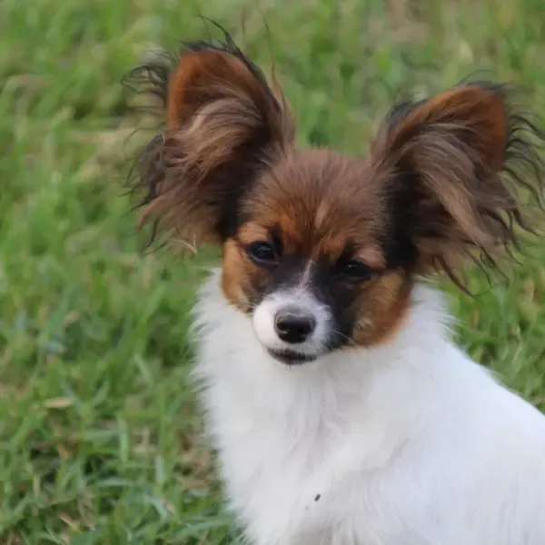 CHIOTS PHALENES DISPONIBLE_ (22)