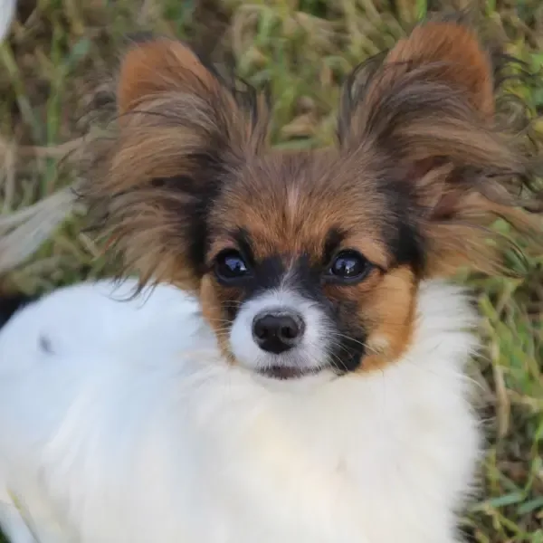 CHIOTS PHALENES DISPONIBLE_ (23)