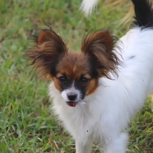 CHIOTS PHALENES DISPONIBLE_ (24)