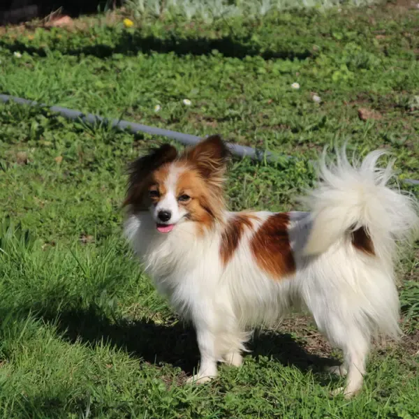 CHIOTS PHALENES DISPONIBLE_ (25)