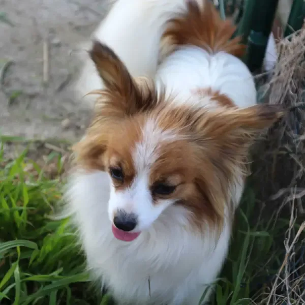 CHIOTS PHALENES DISPONIBLE_ (26)