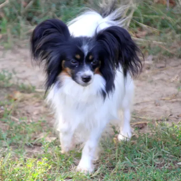 CHIOTS PHALENES DISPONIBLE_ (27)