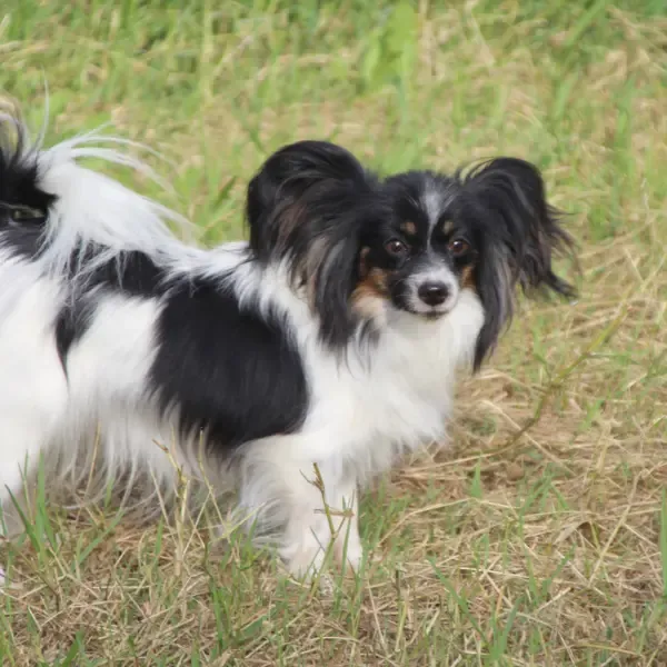 CHIOTS PHALENES DISPONIBLE_ (28)