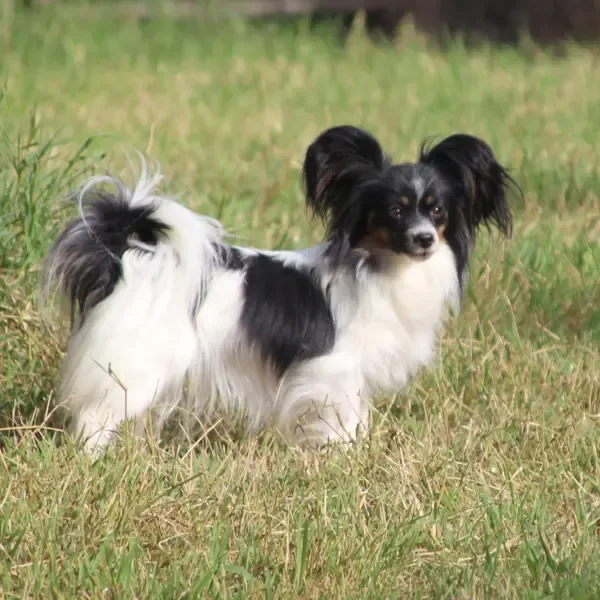 CHIOTS PHALENES DISPONIBLE_ (29)