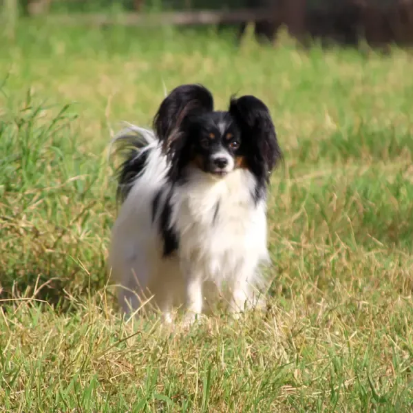 CHIOTS PHALENES DISPONIBLE_ (30)