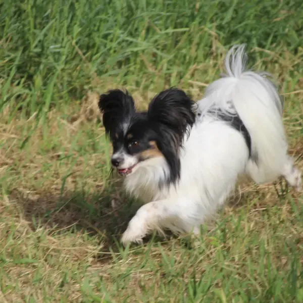 CHIOTS PHALENES DISPONIBLE_ (31)