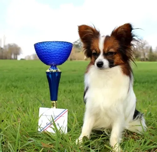 CHIOTS PHALENES DISPONIBLE_ (40)