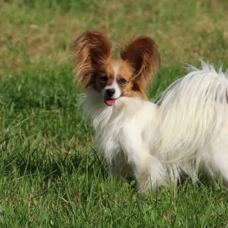 CHIOTS PHALENES DISPONIBLE_ (43)