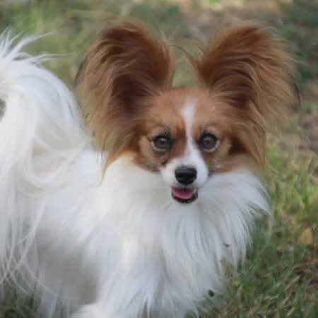 CHIOTS PHALENES DISPONIBLE_ (44)