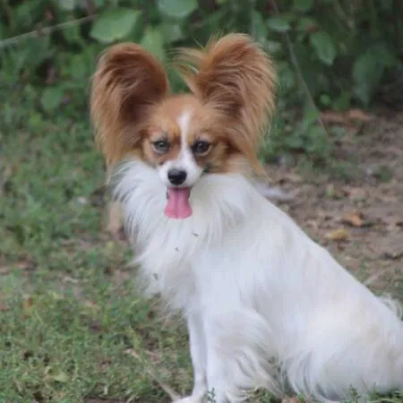 CHIOTS PHALENES DISPONIBLE_ (45)