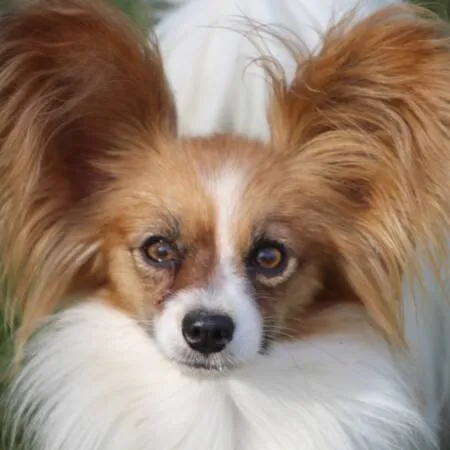 CHIOTS PHALENES DISPONIBLE_ (46)