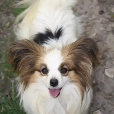 CHIOTS PHALENES DISPONIBLE_ (47)