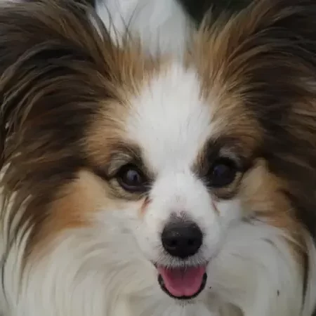 CHIOTS PHALENES DISPONIBLE_ (48)