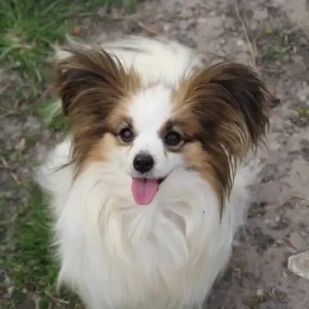 CHIOTS PHALENES DISPONIBLE_ (49)