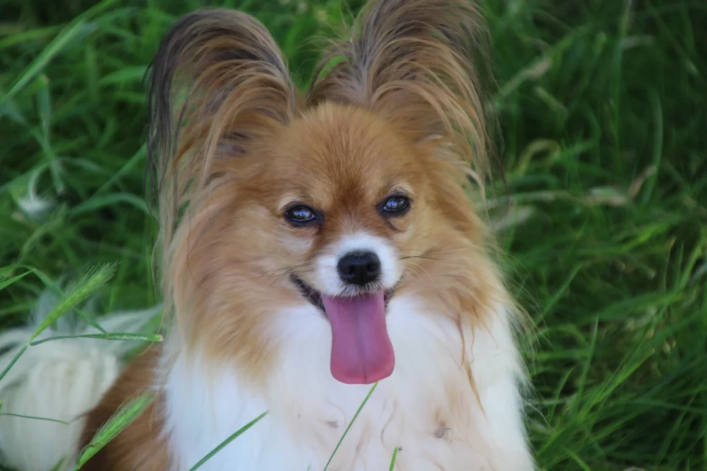 CHIOTS PHALENES DISPONIBLE_ (5)