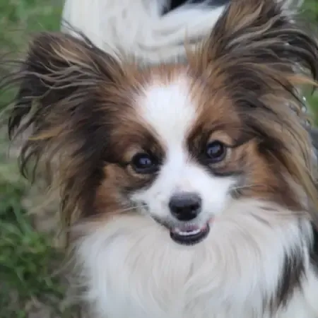 CHIOTS PHALENES DISPONIBLE_ (50)