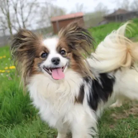 CHIOTS PHALENES DISPONIBLE_ (51)