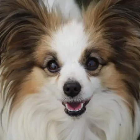 CHIOTS PHALENES DISPONIBLE_ (52)