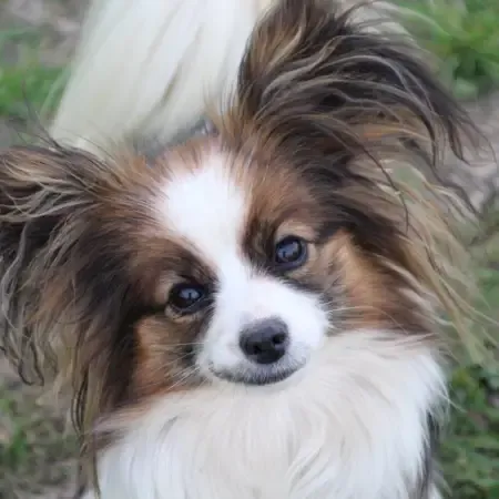 CHIOTS PHALENES DISPONIBLE_ (53)