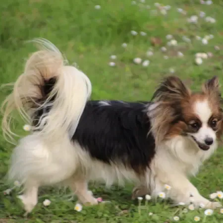 CHIOTS PHALENES DISPONIBLE_ (54)