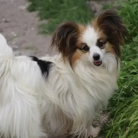 CHIOTS PHALENES DISPONIBLE_ (55)