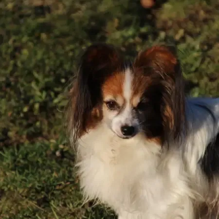 CHIOTS PHALENES DISPONIBLE_ (56)