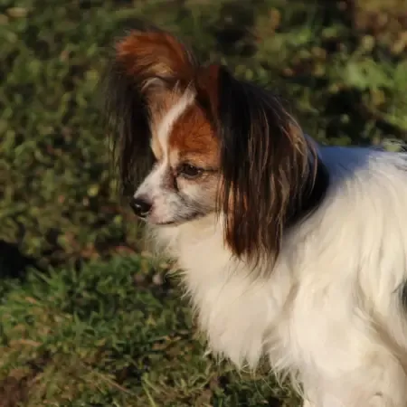 CHIOTS PHALENES DISPONIBLE_ (59)