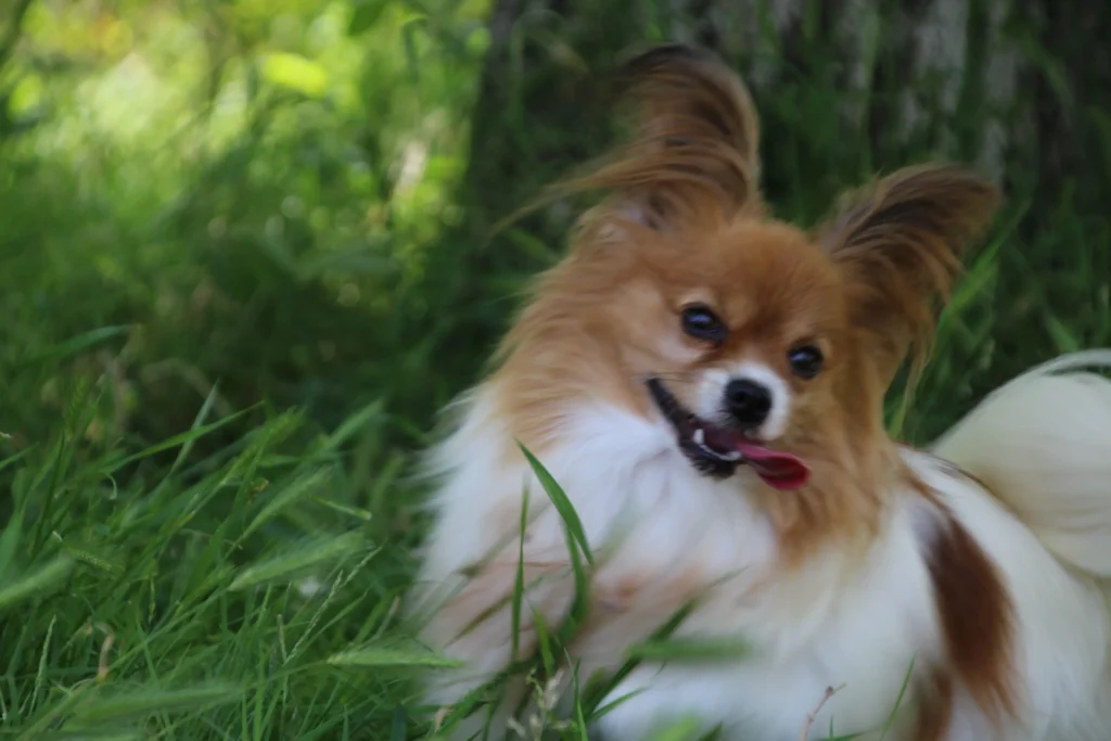 CHIOTS PHALENES DISPONIBLE_ (6)