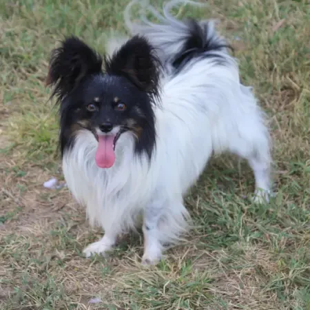 CHIOTS PHALENES DISPONIBLE_ (60)