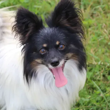 CHIOTS PHALENES DISPONIBLE_ (61)