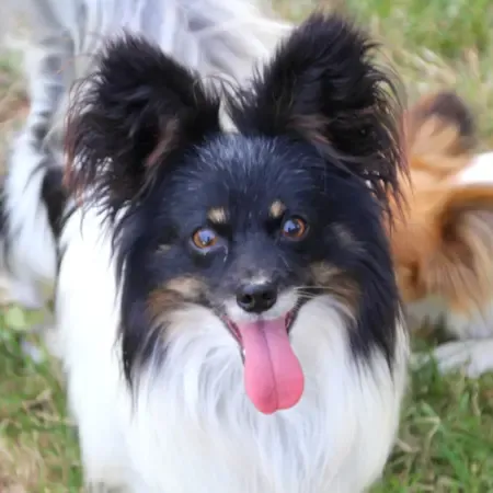 CHIOTS PHALENES DISPONIBLE_ (62)