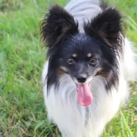 CHIOTS PHALENES DISPONIBLE_ (63)