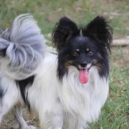 CHIOTS PHALENES DISPONIBLE_ (64)