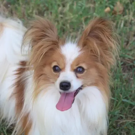 CHIOTS PHALENES DISPONIBLE_ (66)