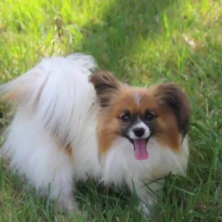 CHIOTS PHALENES DISPONIBLE_ (67)