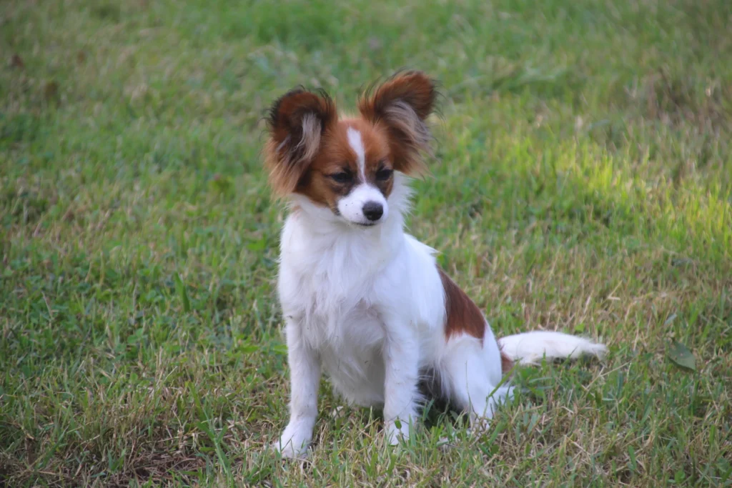 CHIOTS PHALENES DISPONIBLE_ (7)