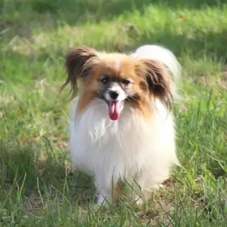 CHIOTS PHALENES DISPONIBLE_ (70)