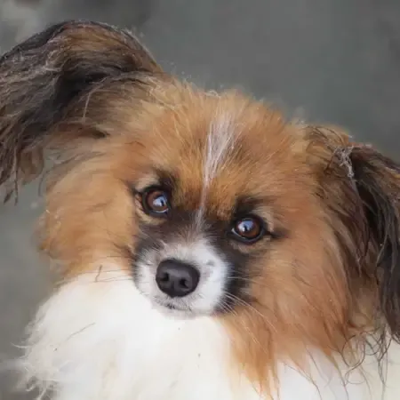 CHIOTS PHALENES DISPONIBLE_ (71)