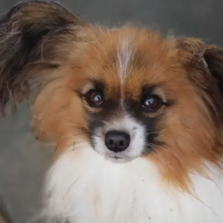 CHIOTS PHALENES DISPONIBLE_ (72)