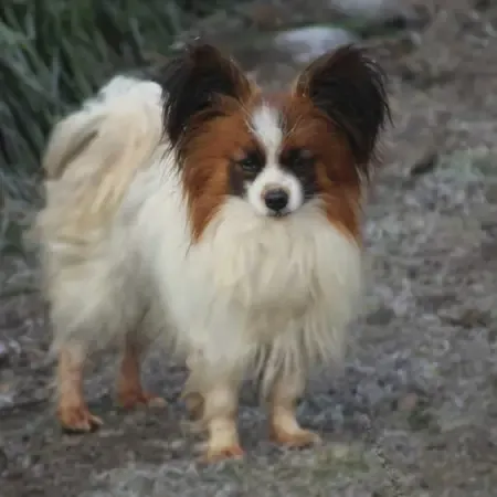 CHIOTS PHALENES DISPONIBLE_ (74)