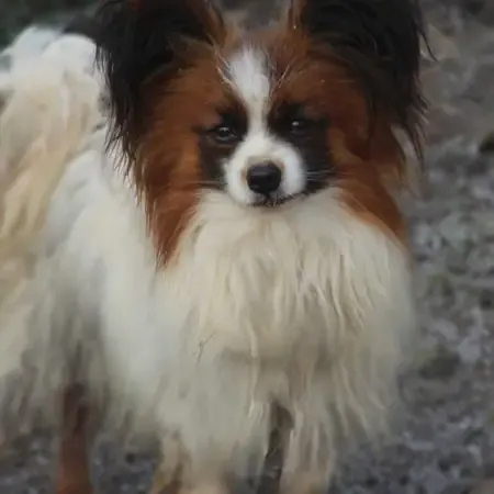 CHIOTS PHALENES DISPONIBLE_ (75)