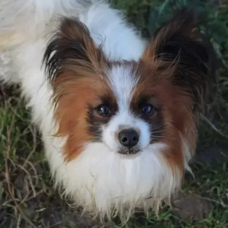 CHIOTS PHALENES DISPONIBLE_ (78)