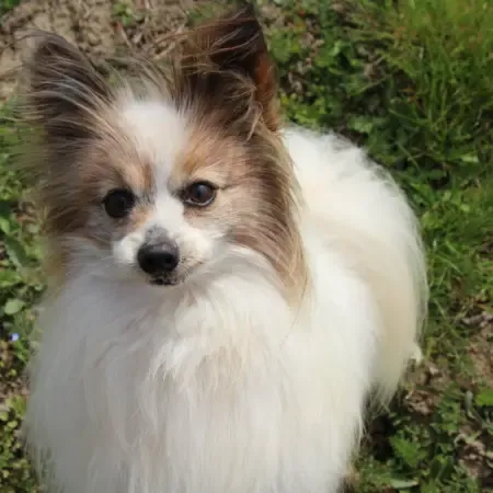 CHIOTS PHALENES DISPONIBLE_ (79)