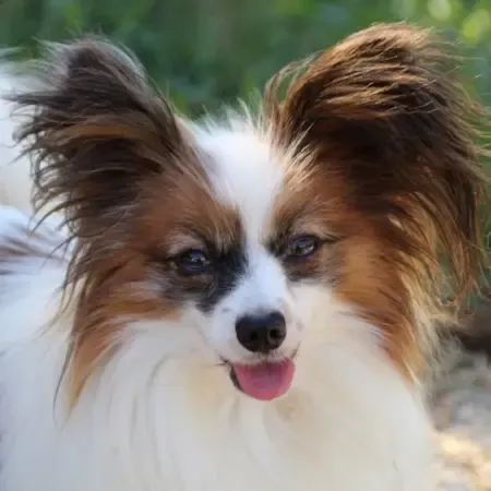 CHIOTS PHALENES DISPONIBLE_ (80)