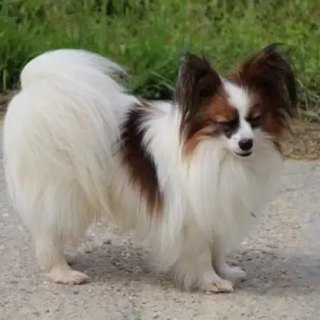 CHIOTS PHALENES DISPONIBLE_ (82)