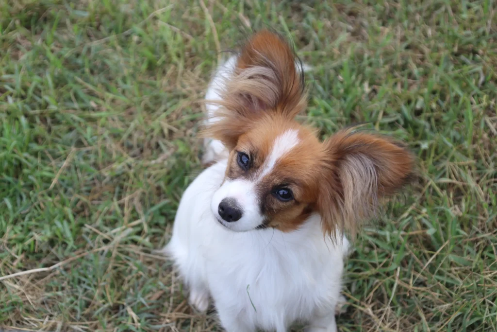 CHIOTS PHALENES DISPONIBLE_ (9)