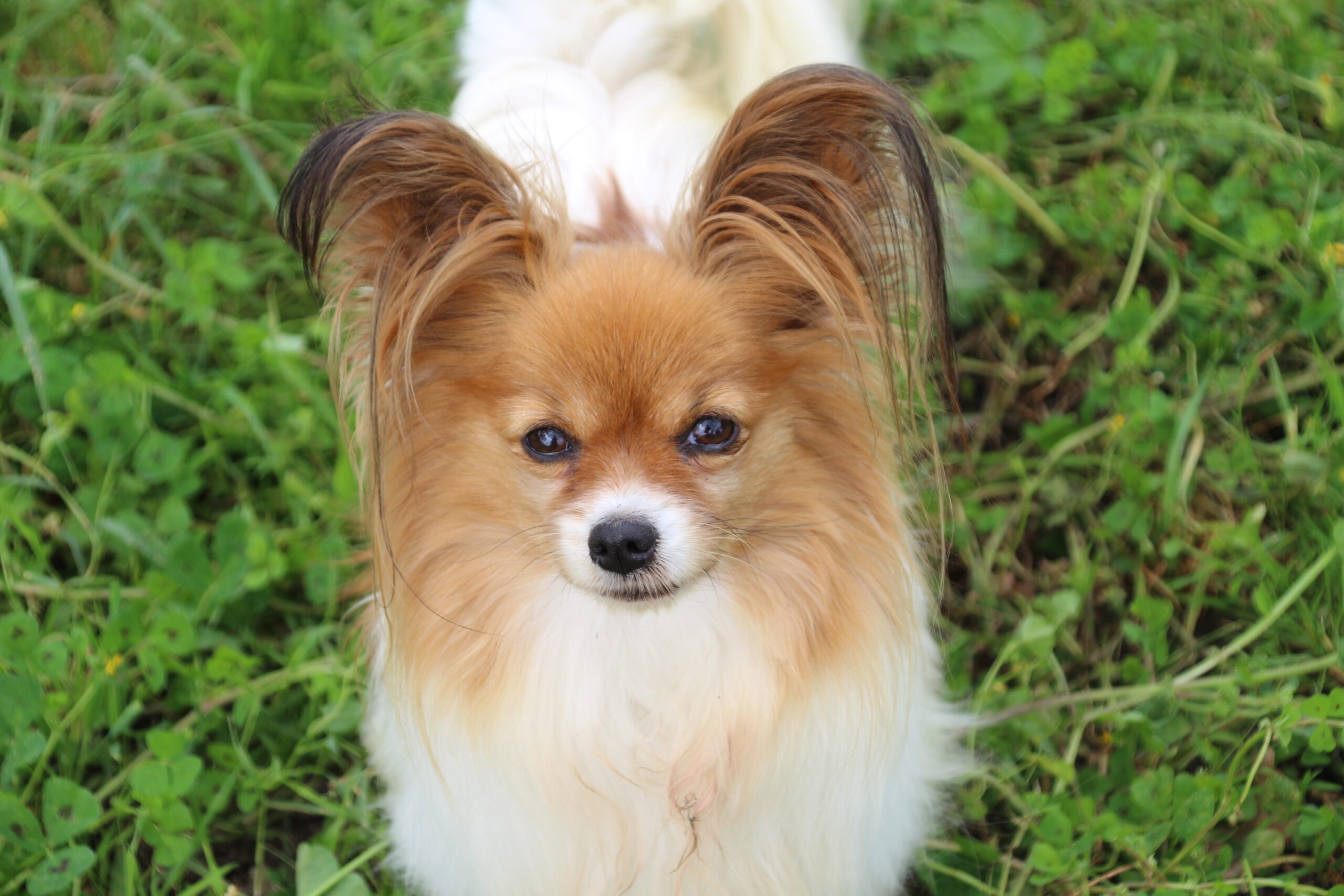 Femelle épagneul nain continental Papillon 2